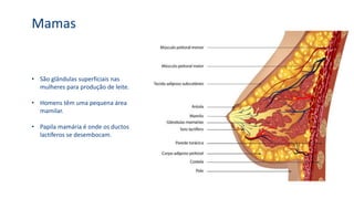 Mamas
• São glândulas superficiais nas
mulheres para produção de leite.
• Homens têm uma pequena área
mamilar.
• Papila mamária é onde os ductos
lactíferos se desembocam.
 