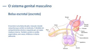 O sistema genital masculino
Bolsa escrotal (escroto)
O escroto é uma bolsa de pele, músculo e tecido
conjuntivo que contém os testículos. É dividido em
compartimentos direito e esquerdo por um septo
mediano interno. Também contém o cordão
espermático, com vasos, linfáticos e o ducto
deferente.
 