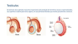 Testículos
Os testículos são as gônadas masculinas responsáveis pela produção de hormônios sexuais e espermatozoides.
Sua superfície é coberta pela túnica vaginal, um saco peritoneal fechado que envolve parcialmente o testículo.
 