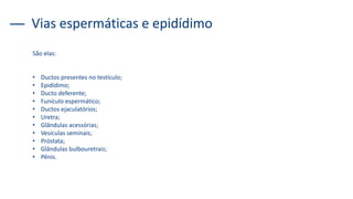 Vias espermáticas e epidídimo
São elas:
• Ductos presentes no testículo;
• Epidídimo;
• Ducto deferente;
• Funículo espermático;
• Ductos ejaculatórios;
• Uretra;
• Glândulas acessórias;
• Vesículas seminais;
• Próstata;
• Glândulas bulbouretrais;
• Pênis.
 