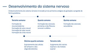 Formação da
neuroectoderme
Formação do sulco neural
Formação do tubo neural
Formação da crista neural
Terceira semana
Formação das vesículas
primárias e das flexuras
cervical e cefálica
Quarta semana
Formação das vesículas
secundárias
Quinta semana
Espiralamento das células
de Schwann e dos
oligondendrócitos
Décima quarta semana
Surgimento dos nervos
espinais e da medula
espinal
Terceiro mês
Desenvolvimento do sistema nervoso
O desenvolvimento do sistema nervoso é iniciado já nos primeiros estágios da gestação e progride de
forma gradativa.
 