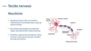 Tecido nervoso
Neurônios
• Neurônios formam redes no encéfalo e
medula espinal, conectando todo o corpo ao
sistema nervoso.
• São células especializadas com extensões
longas, desempenhando funções exclusivas.
• Dendritos e axônios são chamados de "fibras
nervosas", processos neurais que emergem
do corpo do neurônio.
 