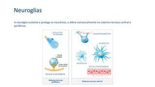 Neuroglias
A neuróglia sustenta e protege os neurônios, e difere estruturalmente no sistema nervoso central e
periférico.
 