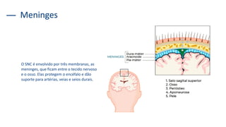 Meninges
O SNC é envolvido por três membranas, as
meninges, que ficam entre o tecido nervoso
e o osso. Elas protegem o encéfalo e dão
suporte para artérias, veias e seios durais.
 