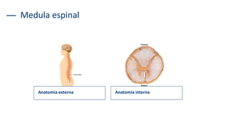 Medula espinal
Anatomia externa Anatomia interna
 