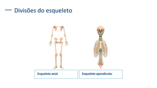 Divisões do esqueleto
Esqueleto axial Esqueleto apendicular
 