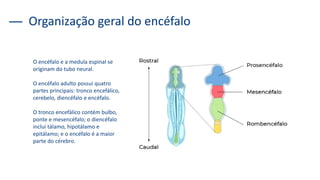 Organização geral do encéfalo
O encéfalo e a medula espinal se
originam do tubo neural.
O encéfalo adulto possui quatro
partes principais: tronco encefálico,
cerebelo, diencéfalo e encéfalo.
O tronco encefálico contém bulbo,
ponte e mesencéfalo; o diencéfalo
inclui tálamo, hipotálamo e
epitálamo; e o encéfalo é a maior
parte do cérebro.
 