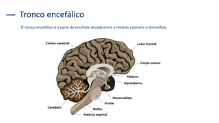 Tronco encefálico
O tronco encefálico é a parte do encéfalo situada entre a medula espinal e o diencéfalo.
 