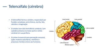 Telencéfalo (cérebro)
• O telencéfalo forma o cérebro, responsável por
funções complexas como leitura, escrita, fala,
cálculos e imaginação.
• O cérebro tem dois hemisférios cerebrais, com
substância branca na maior parte e córtex
cerebral em sua periferia.
• O córtex é essencial para percepção sensorial,
ações motoras voluntárias, memória e
processos mentais únicos aos humanos.
 