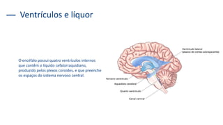 Ventrículos e líquor
O encéfalo possui quatro ventrículos internos
que contêm o líquido cefalorraquidiano,
produzido pelos plexos coroides, e que preenche
os espaços do sistema nervoso central.
 