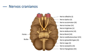 Nervos cranianos
 