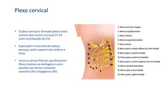 Plexo cervical
• O plexo cervical é formado pelos ramos
ventrais dos nervos cervicais C1-C4
(com contribuição do C5).
• Supre pele e músculos da cabeça,
pescoço, parte superior dos ombros e
tórax.
• Inclui os nervos frênicos que fornecem
fibras motoras ao diafragma e corre
paralelo aos nervos cranianos
acessório (XI) e hipoglosso (XII).
 