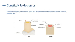 Constituição dos ossos
Em nível microscópico, o tecido ósseo possui uma abundante matriz extracelular que circunda as células
ósseas de fato.
 