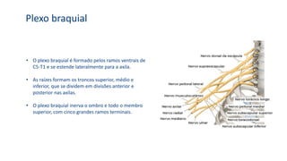 Plexo braquial
• O plexo braquial é formado pelos ramos ventrais de
C5-T1 e se estende lateralmente para a axila.
• As raízes formam os troncos superior, médio e
inferior, que se dividem em divisões anterior e
posterior nas axilas.
• O plexo braquial inerva o ombro e todo o membro
superior, com cinco grandes ramos terminais.
 