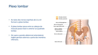 Plexo lombar
• As raízes dos nervos espinhais de L1 a L4
formam o plexo lombar.
• O plexo lombar passa entre as cabeças do
músculo psoas maior e anterior ao quadrado
lombar.
• Ele supre a parede abdominal anterolateral,
órgãos genitais externos e parte dos membros
inferiores.
 