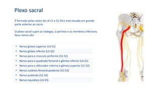 Plexo sacral
É formado pelas raízes de L4-L5 e S1-S4 e está situado em grande
parte anterior ao sacro.
O plexo sacral supre as nádegas, o períneo e os membros inferiores.
Seus ramos são:
• Nervo glúteo superior (L4-S1)
• Nervo glúteo inferior (L5-S2)
• Nervo para o músculo piriforme (S1-S2)
• Nervo para o quadrado femoral e gêmeo inferior (L4-S1)
• Nervo para o obturador interno e gêmeo superior (L5-S2)
• Nervo cutâneo femoral posterior (S1-S3)
• Nervo pudendo (S2-S4)
• Nervo isquiático (L4-S3)
 