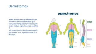 Dermátomos
A pele de todo o corpo é fornecida por
neurônios sensoriais somáticos que
transportam impulsos nervosos da pele
para a medula espinal e para o encéfalo.
C
ada nervo contém neurônios sensoriais
que servem a um segmento específico
do corpo.
 
