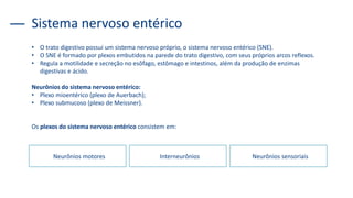Sistema nervoso entérico
• O trato digestivo possui um sistema nervoso próprio, o sistema nervoso entérico (SNE).
• O SNE é formado por plexos embutidos na parede do trato digestivo, com seus próprios arcos reflexos.
• Regula a motilidade e secreção no esôfago, estômago e intestinos, além da produção de enzimas
digestivas e ácido.
Neurônios do sistema nervoso entérico:
• Plexo mioentérico (plexo de Auerbach);
• Plexo submucoso (plexo de Meissner).
Os plexos do sistema nervoso entérico consistem em:
Neurônios motores Interneurônios Neurônios sensoriais
 