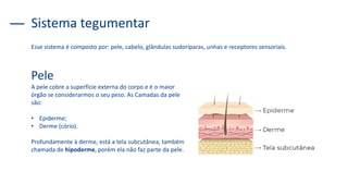 Sistema tegumentar
Esse sistema é composto por: pele, cabelo, glândulas sudoríparas, unhas e receptores sensoriais.
Pele
A pele cobre a superfície externa do corpo e é o maior
órgão se considerarmos o seu peso. As Camadas da pele
são:
• Epiderme;
• Derme (cório).
Profundamente à derme, está a tela subcutânea, também
chamada de hipoderme, porém ela não faz parte da pele.
 