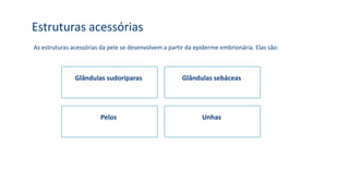 Estruturas acessórias
As estruturas acessórias da pele se desenvolvem a partir da epiderme embrionária. Elas são:
Glândulas sudoríparas Glândulas sebáceas
Pelos Unhas
 