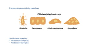 O tecido ósseo possui células específicas:
E tecido ósseo específico:
• Tecido ósseo compacto;
• Tecido ósseo esponjoso.
 