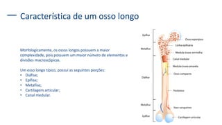 Característica de um osso longo
Morfologicamente, os ossos longos possuem a maior
complexidade, pois possuem um maior número de elementos e
divisões macroscópicas.
Um osso longo típico, possui as seguintes porções:
• Diáfise;
• Epífise;
• Metafíse;
• Cartilagem articular;
• Canal medular.
 
