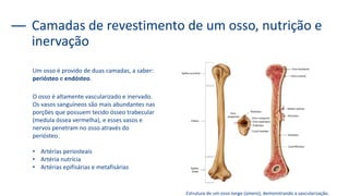 Camadas de revestimento de um osso, nutrição e
inervação
Um osso é provido de duas camadas, a saber:
periósteo e endósteo.
Estrutura de um osso longo (úmero), demonstrando a vascularização.
O osso é altamente vascularizado e inervado.
Os vasos sanguíneos são mais abundantes nas
porções que possuem tecido ósseo trabecular
(medula óssea vermelha), e esses vasos e
nervos penetram no osso através do
periósteo.
• Artérias periosteais
• Artéria nutrícia
• Artérias epifisárias e metafisárias
 