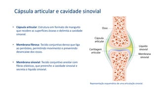 Cápsula articular e cavidade sinovial
• Cápsula articular: Estrutura em formato de manguito
que recobre as superfícies ósseas e delimita a cavidade
sinovial.
• Membrana fibrosa: Tecido conjuntivo denso que liga
ao periósteo, permitindo movimento e prevenindo
desencaixe dos ossos.
• Membrana sinovial: Tecido conjuntivo areolar com
fibras elásticas, que preenche a cavidade sinovial e
secreta o líquido sinovial.
Representação esquemática de uma articulação sinovial.
 