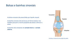 Bolsas e bainhas sinoviais
As bolsas sinoviais são preenchidas por líquido sinovial.
As bainhas sinoviais são estruturas em forma tubular, mas
também possuem o mesmo propósito das bolsas: diminuir o
atrito.
As bainhas são compostas de camada interna e camada
externa.
As bolsas sinoviais da articulação do joelho.
 