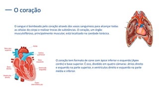 O coração
O sangue é bombeado pelo coração através dos vasos sanguíneos para alcançar todas
as células do corpo e realizar trocas de substâncias. O coração, um órgão
musculofibroso, principalmente muscular, está localizado na cavidade torácica.
O coração tem formato de cone com ápice inferior e esquerdo (Apex
cordis) e base superior. É oco, dividido em quatro câmaras: átrios direito
e esquerdo na parte superior, e ventrículos direito e esquerdo na parte
média e inferior.
 