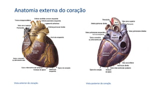 Vista anterior do coração. Vista posterior do coração.
Anatomia externa do coração
Vista anterior do coração. Vista posterior do coração.
 