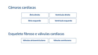 Câmaras cardíacas
Átrio direito Ventrículo direito
Átrio esquerdo Ventrículo esquerdo
Esqueleto fibroso e válvulas cardíacas
Válvulas atrioventriculares Válvulas semilunares
 