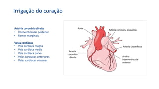 Irrigação do coração
Artéria coronária direita
• Interventricular posterior
• Ramos marginais
Veias cardíacas
• Veia cardíaca magna
• Veia cardíaca média
• Veia cardíaca parva
• Veias cardíacas anteriores
• Veias cardíacas mínimas
 