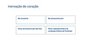 Inervação do coração
Feixe atrioventricular (de His) Plexo subendocárdico de
condução (Fibras de Purkinje)
Nó sinoatrial Nó atrioventricular
 