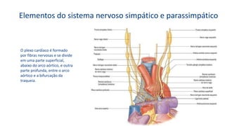 O plexo cardíaco é formado
por fibras nervosas e se divide
em uma parte superficial,
abaixo do arco aórtico, e outra
parte profunda, entre o arco
aórtico e a bifurcação da
traqueia.
Elementos do sistema nervoso simpático e parassimpático
 