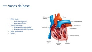 Vasos da base
• Veias cavas
• Veia cava superior
• Veia cava inferior
• Tronco pulmonar
• Artéria pulmonar direita
• Artéria pulmonar esquerda
• Veias pulmonares
• Aorta
 