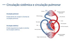 Circulação sistêmica e circulação pulmonar
Circulação pulmonar
O lado direito do coração é a bomba da
circulação pulmonar.
Circulação sistêmica
O lado esquerdo do coração é a bomba
da circulação sistêmica.
 