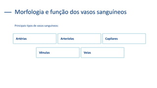 Principais tipos de vasos sanguíneos:
Morfologia e função dos vasos sanguíneos
Artérias Arteríolas Capilares
Vênulas Veias
 