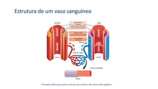 Estrutura de um vaso sanguíneo
Principais diferenças entre as túnicas das artérias, das veias e dos capilares.
 
