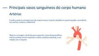 A artéria aorta é o principal vaso do corpo humano. A aorta é dividida em quatro porções: ascendente,
arco aórtico, torácica e abdominal.
Principais vasos sanguíneos do corpo humano
Artérias
Observe na imagem, da direita para esquerda: tronco braquiocefálico,
artéria carótida comum esquerda e artéria subclávia esquerda, e sua
relação com a traqueia.
 