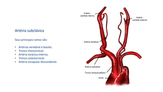 Artéria subclávica
Seus principais ramos são:
• Artérias vertebral e basilar;
• Tronco tireocervical;
• Artéria torácica interna;
• Tronco costocervical;
• Artéria escapular descendente.
 