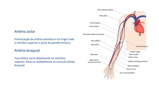 Artéria axilar
Continuação da artéria subclávia e irá irrigar todo
o membro superior e parte da parede torácica.
Artéria braquial
Essa artéria corre distalmente no membro
superior. Situa-se medialmente ao músculo bíceps
braquial.
 