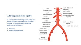 Artérias para abdome e pelve
A parede abdominal é irrigada em partes por
ramos da artéria ilíaca externa e da artéria
femoral. Os ramos da aorta abdominal
podem ser divididos em:
• Viscerais
• Artéria torácica lateral
 
