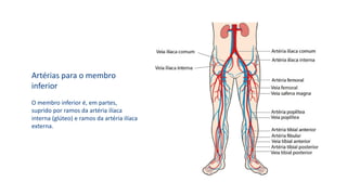 Artérias para o membro
inferior
O membro inferior é, em partes,
suprido por ramos da artéria ilíaca
interna (glúteo) e ramos da artéria ilíaca
externa.
 