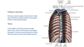 Cabeça e pescoço
Principais veias da região: Seios da dura-máter,
Veias vertebrais e plexo vertebral, Veia jugular
interna e Veia braquiocefálica.
Tórax
A veia ázigo é a principal veia que recebe
várias veias, como as intercostais, hemiázigo e
bronquiais. Localiza-se exclusivamente no lado
direito da coluna, dentro da cavidade torácica.
 