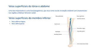 Veias superficiais do tórax e abdome
Uma veia importante é a veia toracoepigástrica, que atua como via de circulação colateral com anastomoses
nas regiões umbilical, femoral e axilar.
Veias superficiais do membro inferior
• Veia safena magna
• Veia safena parva
 
