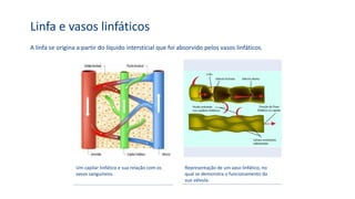 A linfa se origina a partir do líquido intersticial que foi absorvido pelos vasos linfáticos.
Linfa e vasos linfáticos
Um capilar linfático e sua relação com os
vasos sanguíneos.
Representação de um vaso linfático, no
qual se demonstra o funcionamento da
sua válvula.
 