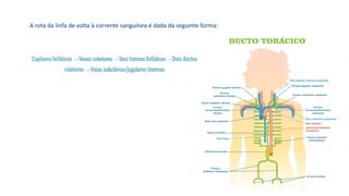 A rota da linfa de volta à corrente sanguínea é dada da seguinte forma:
 