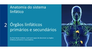 Órgãos linfáticos
primários e secundários
Ao final deste módulo, você será capaz de descrever os órgãos
linfáticos primários e secundários.
2
Anatomia do sistema
linfático
 