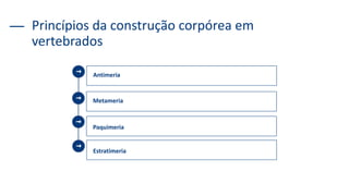 Princípios da construção corpórea em
vertebrados
Antimeria
Metameria
Paquimeria
Estratimeria
 